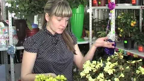 Эти цветы любят холод