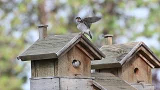 Mom feeding two young Violet-Green swallows, who about to leave home.