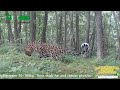 Broadcast: Unveiling The Activity Rhythms Of The Amur Leopard | iPanda