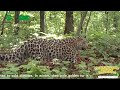 Broadcast: Unveiling The Activity Rhythms Of The Amur Leopard | iPanda