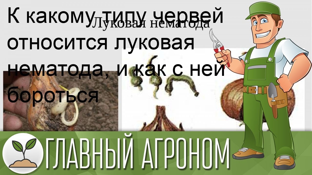К какому типу червей относится луковая нематода, и как с ней бороться
