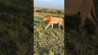 Big male lion walking