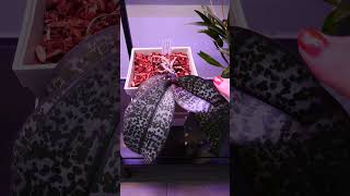 Saving keiki from sick Phalaenopsis Orchid UPDATE #orchidcare #orchidculture #plants #houseplants
Like my channel and want to support it further? π€©
πΈ Become a Member and get access to exclussive videos!
https://www.youtube.com/channel/UC84mfcCFGDPeeBhKbG8dijQ/join
πΈ Check out some awesome Orchid merch! https://go.missorchidgirl.com/merch
πΈ Shop rePotme Orchid Supplies for awesome planty stuff! (USA)
https://go.missorchidgirl.com/repotme
πΈ Shop Amazon for inspiration and products I like to use!
https://go.missorchidgirl.com/shop (For USA)
https://go.missorchidgirl.com/shopeu (for EU)
Links towards rePotme and Amazon are Affiliate Links! if you buy something through my link you wont pay anything more, but Ill get a small commission. It really helps keep my channel going! Thanks so much! π
Beginner Orchid Tutorials π
πΈ Quick Phalaenopsis Complete Care Guide https://go.missorchidgirl.com/quickphalaenopsiscare
πΈ Cattleya Care https://go.missorchidgirl.com/CattleyaCare
πΈ Oncidium Care https://go.missorchidgirl.com/OncidiumCare
πΈ Vanda Care https://go.missorchidgirl.com/VandaCare
πΈ Dendrobium Care https://go.missorchidgirl.com/DendrobiumCare
πΈ Paphiopedilum Care https://go.missorchidgirl.com/PaphiopedilumCare
πΈ Extended Phalaenopsis Care & Entire Orchid Care for Beginners series https://go.missorchidgirl.com/PhalaenopsisCare
πΈ Jewel Orchid Care https://go.missorchidgirl.com/go.missorchidgirl.com/jewelorchidcare
More MissOrchidGirl
πΈ Visit my Aquarium channel!
https://go.missorchidgirl.com/DannyMOG
πΈ MissOrchidGirl Instagram https://www.instagram.com/missorchidgirl
πΈ MissOrchidGirl TikTok https://www.tiktok.com/@missorchidgirl
πΈ Want to send me something? Heres my address!
Orchid Nature
P.O. BOX 29002, CY-1620, Nicosia, Cyprus
πΈJoin my Discord Server! https://go.missorchidgirl.com/discord
Music:
From Epidemic Sound - Get one free month here https://go.missorchidgirl.com/epidemic (Affiliate link)
πΈ Other things I use:
Fir Bark - Reptibark from ZooMed https://go.missorchidgirl.com/amazonreptibark
SpagMoss from Besgrow https://go.missorchidgirl.com/amazonspagmoss
MSU Orchid fertilizer for osmosis / rain water https://go.missorchidgirl.com/XQ8yO6
Slotted pots from rePotme https://go.missorchidgirl.com/Stjj80
Osmocote Pro High K slow release
Barrina Grow Lights https://go.missorchidgirl.com/amazonbarrina
More about them here https://youtu.be/QoiMNxmgzdY
Ikea Stuff: Tradfir smart plugs, Shelves Vittsjo, Rudsta, Milsbo, Kallax, decorative pots Saving keiki from sick Phalaenopsis Orchid UPDATE #orchidcare #orchidculture #plants #houseplants