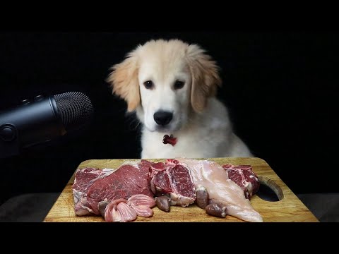 Dog Reviews Raw Beef Meat Parts! (Taste Test)