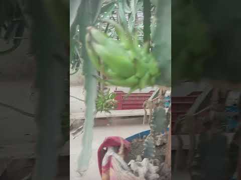 اربع أصناف في شجرة واحدة  