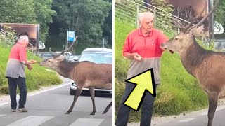 Eldery Man Sees Nervous Deer Struggling To Cross Busy Road And Jumps Into Action