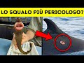 Questo minuscolo squalo può causare il caos nell’oceano