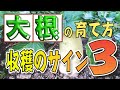 #8.収穫のサイン３つ！大根を収穫した後にする事【これをすることで次、育てるとき甘くなります！】美味しい大根の見分け方も説明します❗