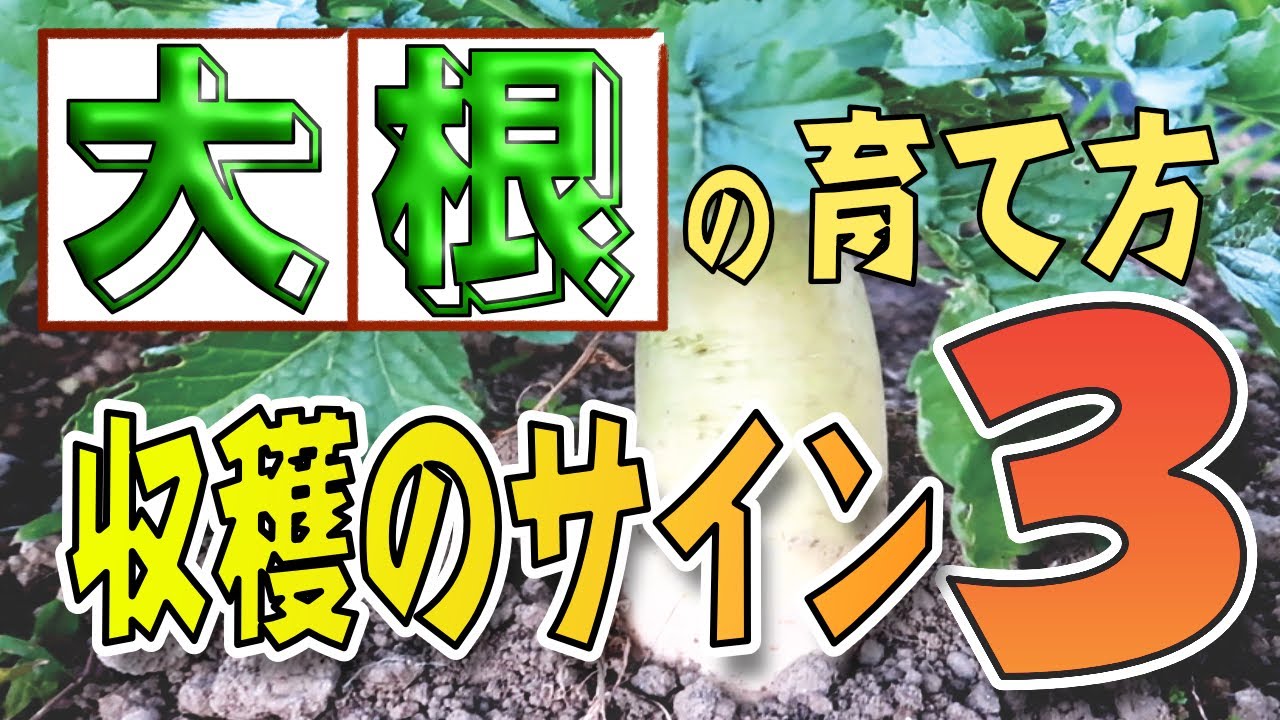 8. Three signs of harvest! What to do after harvesting radishes