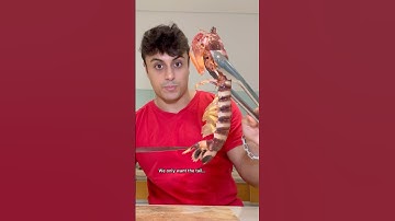 Cooking MASSIVE Mantis Shrimp