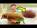 7 YouTubers Who SAVED ANIMALS LIVES! (MrBeast, Preston &amp; PrestonPlayz)