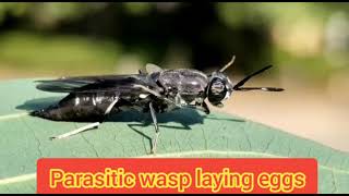 Parasitic Wasp Laying Eggs.