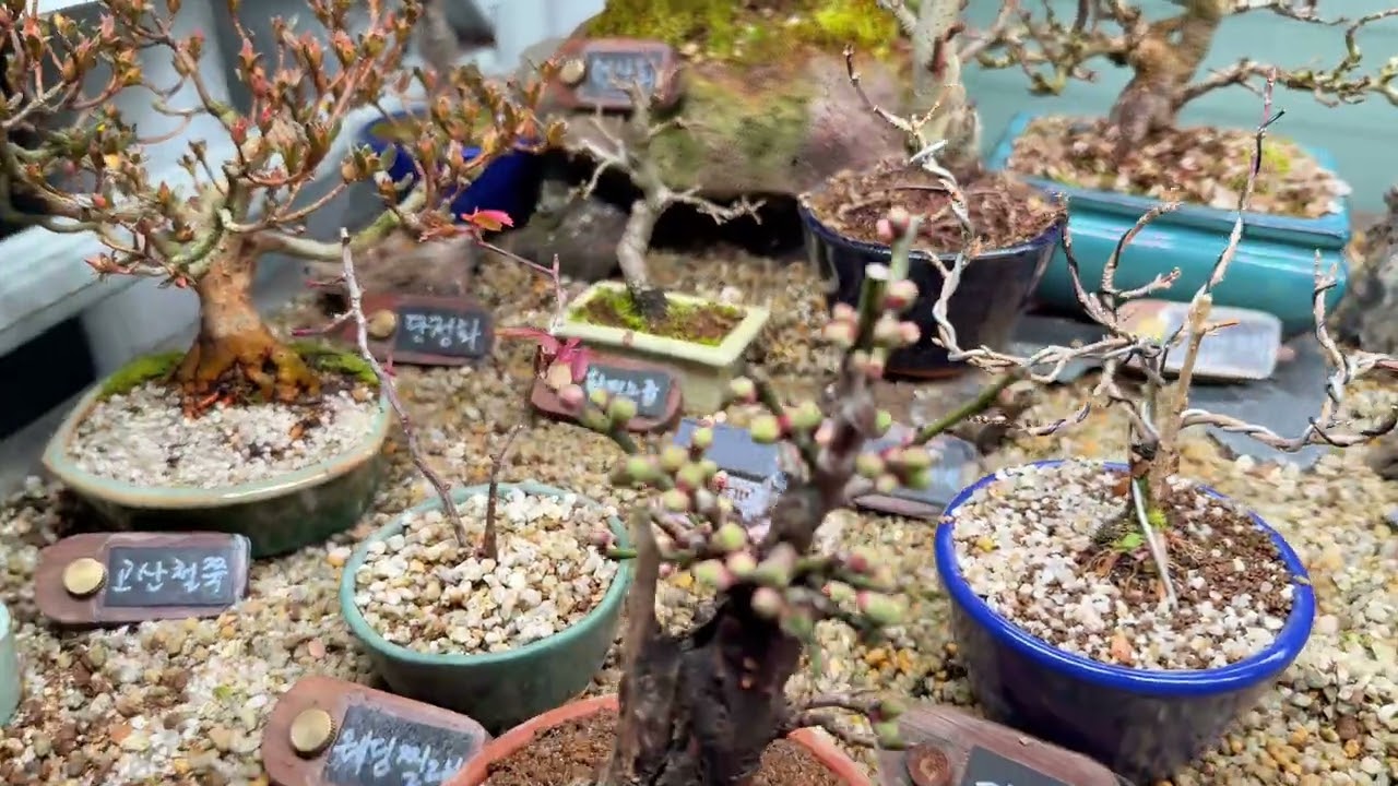 백매와 갑주야매의 차이점