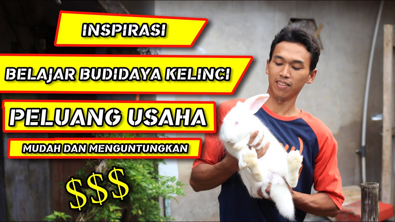 Cara Ternak Kelinci Pedaging Untuk Pemula 