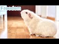 I Let My Guinea Pigs Free Roam and This is What Happened