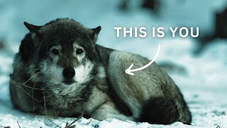 Being a Lone Wolf is Ruining Your Life