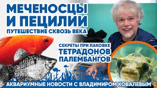 Аквариумные новости с Владимиром Ковалевым (09.02.2024).Меченосцы и пецилии - путешествие в прошлое!