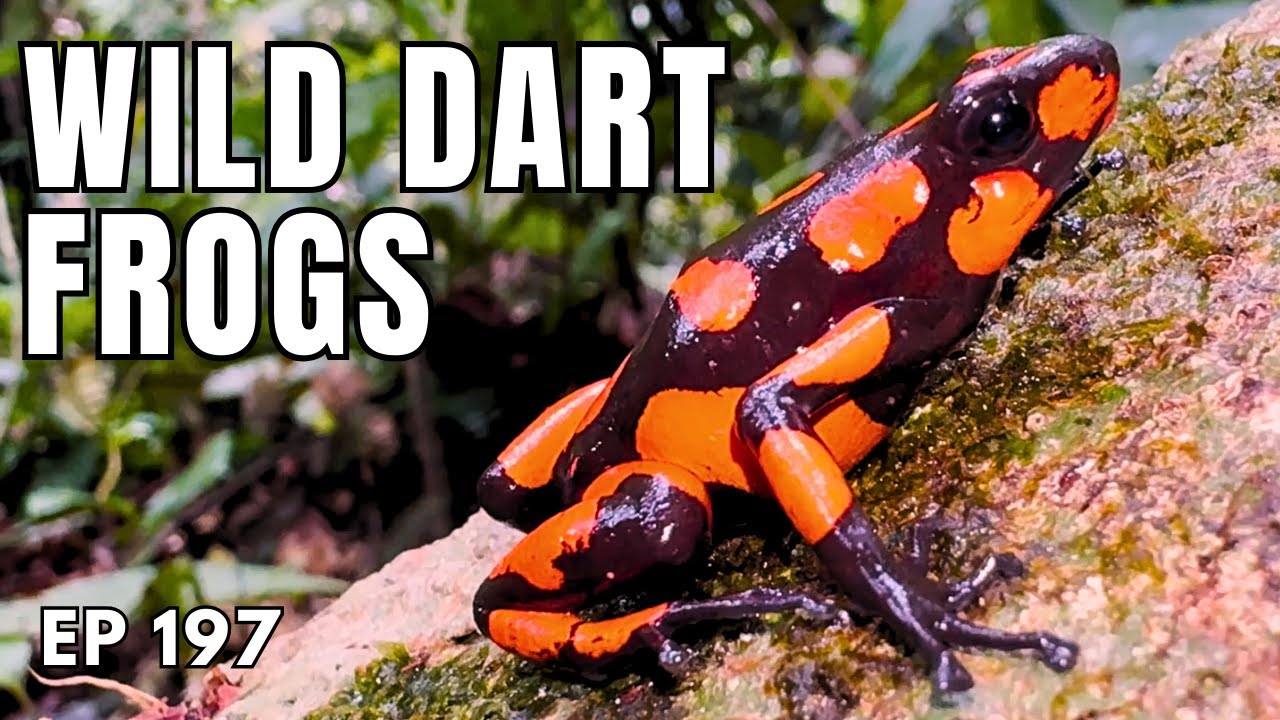 Wild Poison Dart Frogs! - Ep. 197