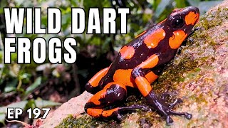 Finding the MOST TOXIC DART FROG in the World & Herping in Colombia | Mike Tytula