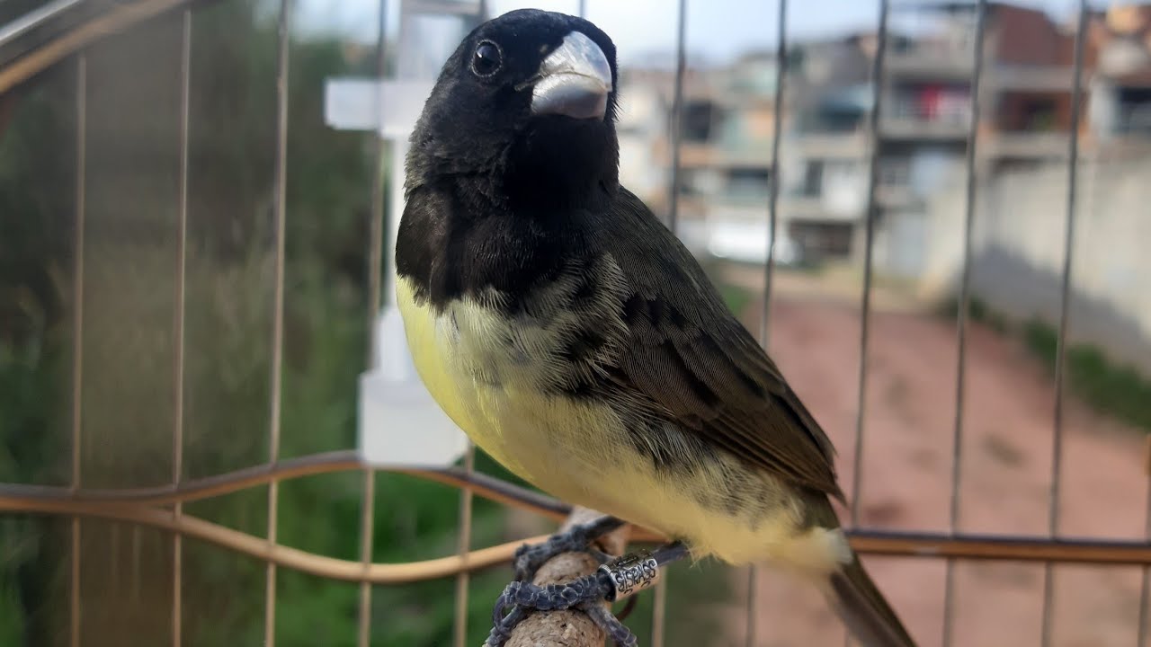 FÊMEA Mestiça de PAPACAPIM essa LEVANTA qualquer COLEIRO ! 