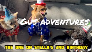 Three chihuahua mix rescue pups & a kitty celebrate Stella’s 2nd birthday