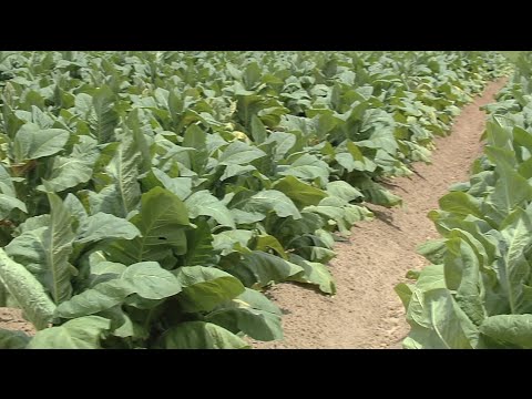 can you grow tobacco in georgia Georgia-Florida Tobacco Tour Showcases Crop, Research