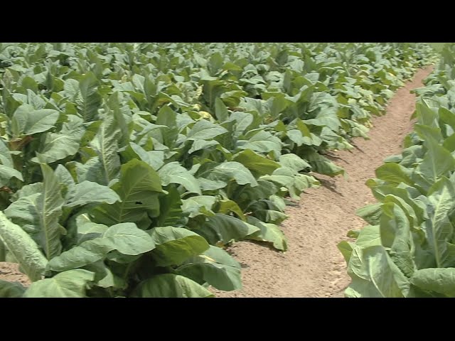 tobacco hut thornburg va TOBACCO HUT - Updated May 2026 - 7440 Sudley Rd, Manassas, Virginia -  Tobacco Shops - Phone Number