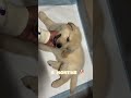 15 days vs one year old golden retriever