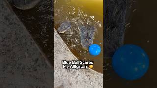 Blue Ball Scares My Alligators π³π#shorts #alligator Blue Ball Scares My Alligators π³π#shorts #alligator