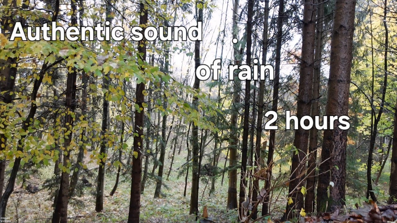 4k Rain in the forest, meditation, white noise, relaxation, sleep