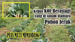 Kebun Kol di Berastagi Kabupaten Karo Sumut Medan