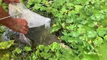 #1 Thả cá sặc rằn(cá sặc lò tho) và cá hường(cá mùi) bể bạt