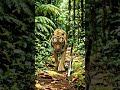 tiger and cat friendly moment part 1