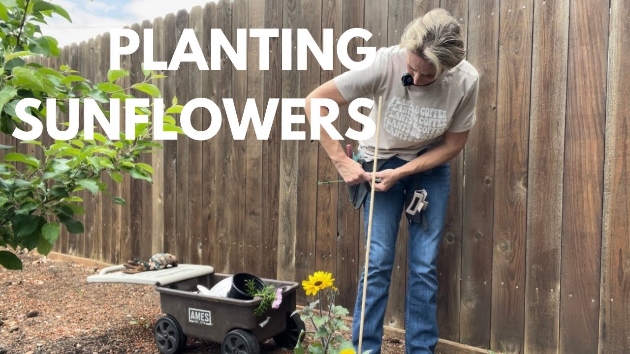 Planting sunflowers in zone 8b YouTube