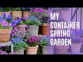My container spring garden  with pansies violas hyacinths and erysimums