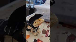 Top 5 Cutest Pet Moments! #Monitorlizard #Pets #Top5 #Reptiles #Venomoussnakes