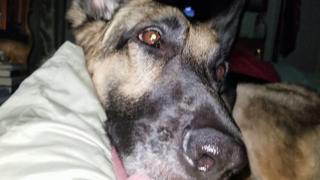 German Shepherd licks YouTube