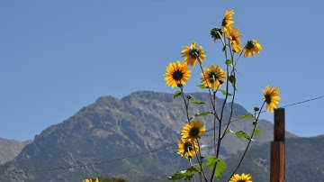 Advent Reflections - December 11, 2024