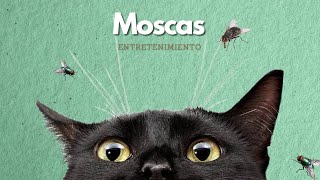 VIDEOS PARA GATOS #gatos (#moscas )