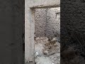 تفسير آية إن بعض الظن إثم 