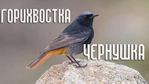 Горихвостка-чернушка (Птицы России) Фильм 88