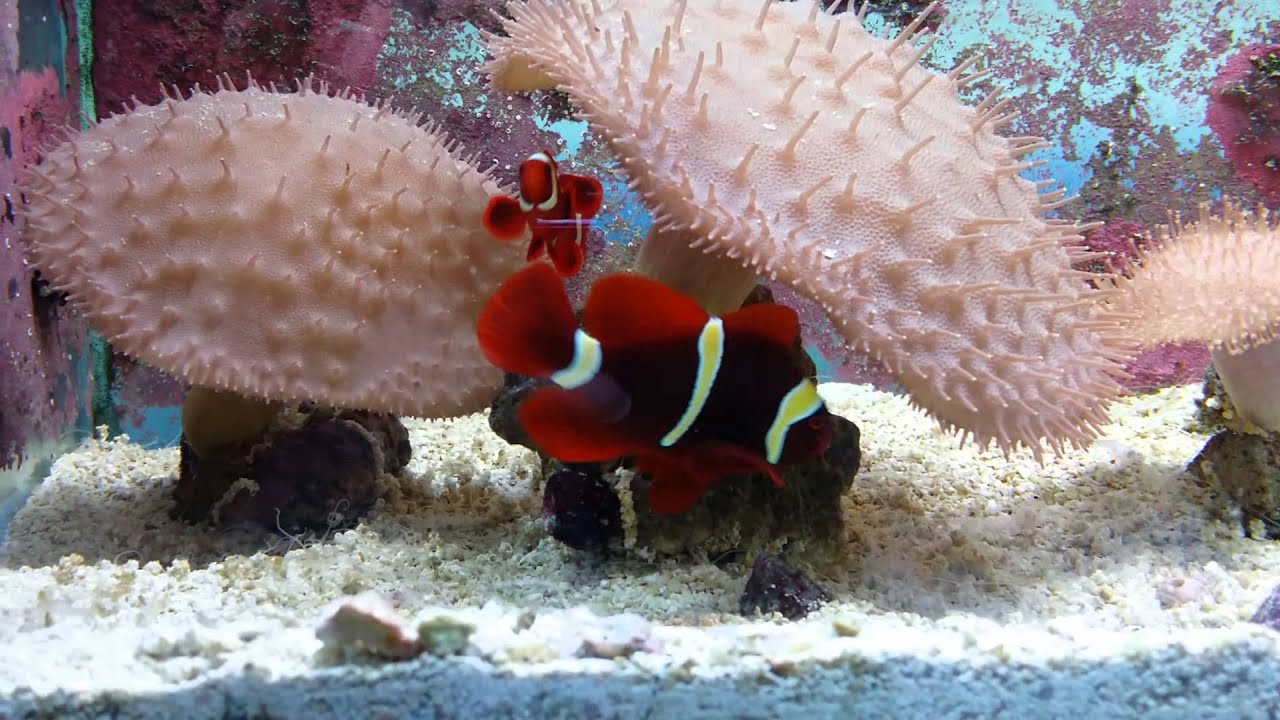 Goldstripe Maroon Clown Pair