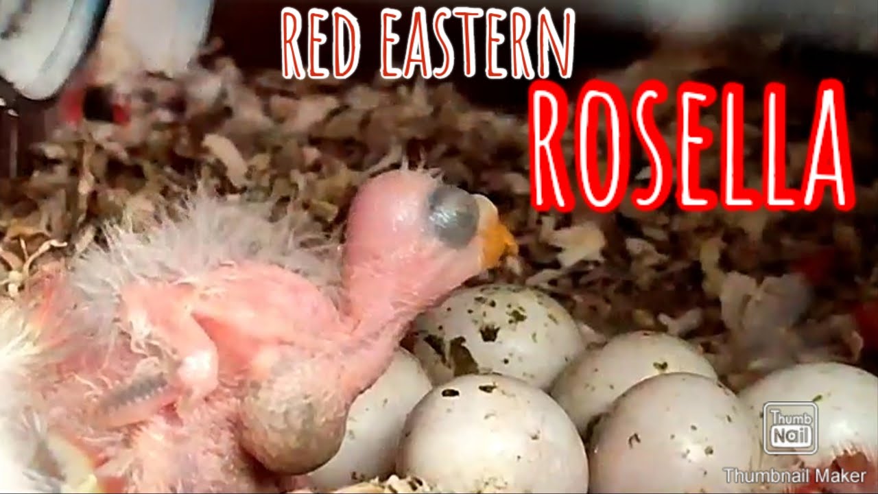 Ternak burung Red Eastern Rosella,proses ke 2 