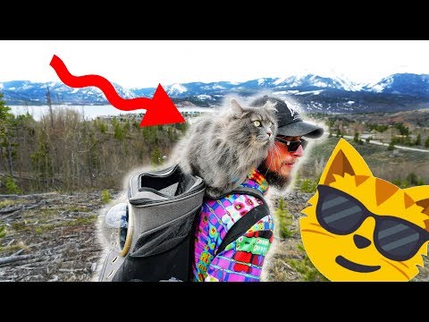 amazing-adventurer-cats-explore-mountains-oro-grande-trail