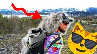 Amazing Adventurer Cats Explore Mountains Oro Grande Trail by Kitsune Siberian Forest Cats 238 views 4 years ago 14 minutes, 21 seconds