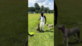 How we started vs now #dog #puppy #fyp #viral #dogtraining #trending #shorts #shortsfeed Net Worth