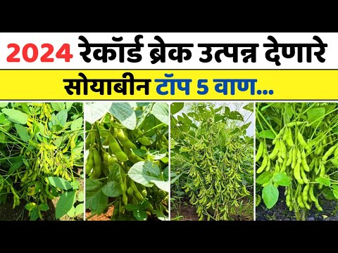 सर्वात जास्त उत्पन्न देणारे सोयाबीन चे वाण | Top 5 Varieties of soyabean | Soyabean Vaan