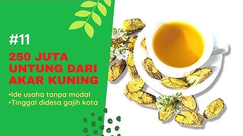 250 JUTA DARI TANAMAN LIAR AKAR KUNING,HERBAL UNTUK MAAG,TIPES,LIVER, HEPATITIS,USAHA TANPA MODAL