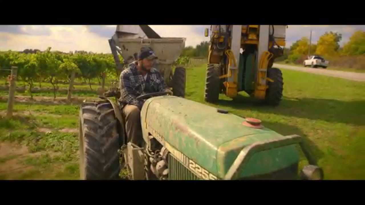 Life of a Grape | Documentary Film