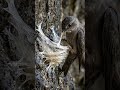 The World's Most Expensive Bird Saliva 🐦⬛#Nest #Birds #Wildlife